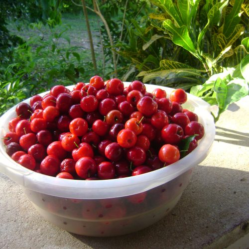 Acerola do pomar