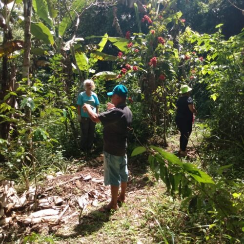 quintal florestal